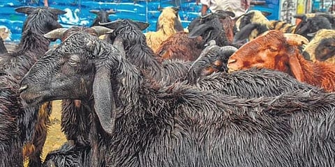 Goats kept for sale ahead of Eid al-Adha, at One Town in Vijayawada on Saturday. (Photo | Prasant Madugula)
