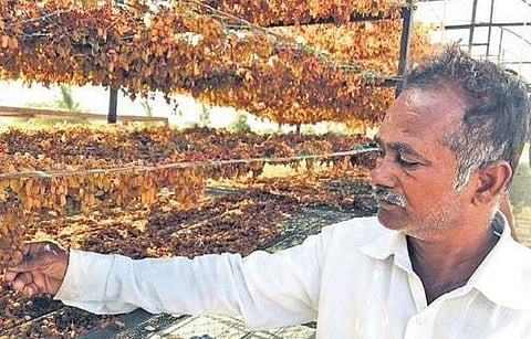 A grape grower inspects his crop left in the sun to dry in Vijayapura | Express