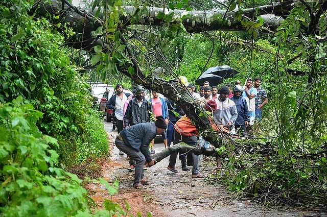 Workers clear the branches of an uprooted tree following heavy monsoon rains, at Datta Peeta road near Chikkmagaluru. Heavy rains lashed the coastal district with several damages to roads and trees. (Photo | PTI)