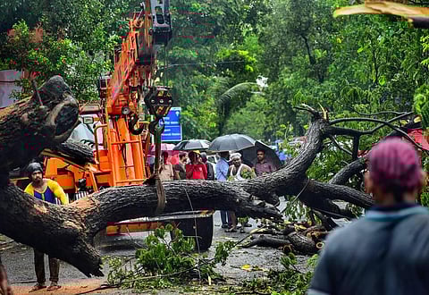 Workers remove a tree uprooted due to heavy monsoon rains, at Dadar in Mumbai, July 13, 2022.  (Photo | PTI)