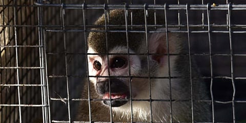 Squirrel monkey (File photo| EPS)