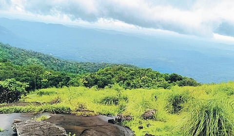 Where leaves don’t fall...