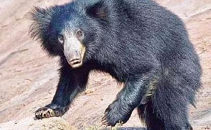 Rain hampers hunt for sloth bear in Warangal