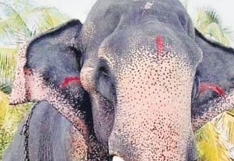 Tusker Mangalamkunnu Kesavan passes away