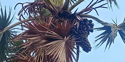 Rare palmyra tree in Thoothukudi springs a surprise for researchers