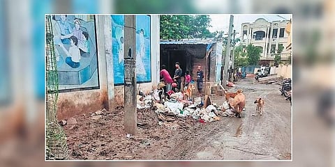 Stray dogs feed on the items damaged by the flood in Manthani on Saturday.