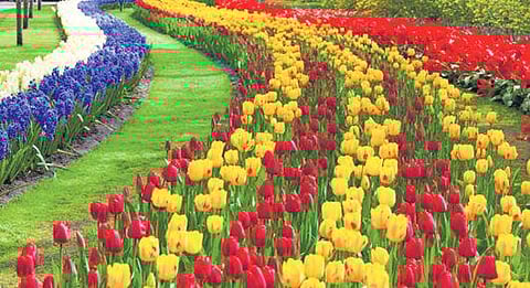 Lest crypto go the Dutch tulip way