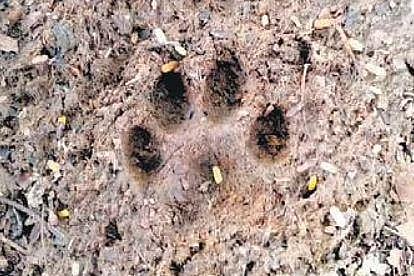 The pug mark, said to be of a leopard, at Kempegowda Layout
