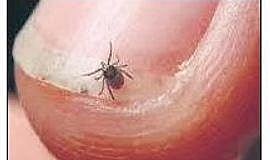 Scrub Typhus an emerging threat with more strays, rodents around