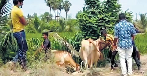 Screengrab of a video clip purportedly showing youngsters stealing cows during the riot that broke out in Kaniyamoor. (Photo| Special Arrangement)