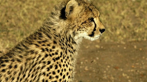 The cheetah is considered vulnerable under the IUCN Red List of Threatened Species (Photo | AFP)