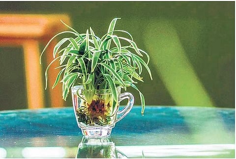 In search of positive energy and good luck? These water plants can help 
