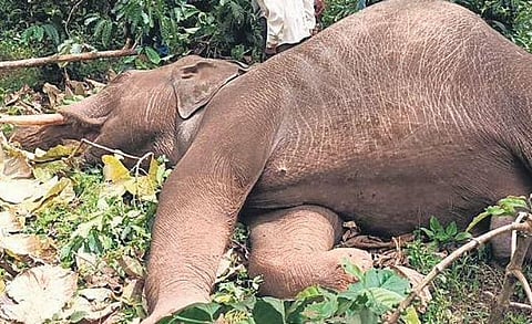 The carcass of the elephant inside a private estate in Madikeri | Express
