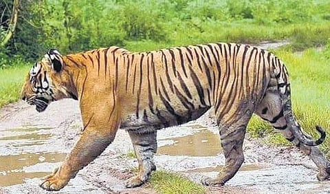 Karnataka’s first tiger census report to be released in a fortnight