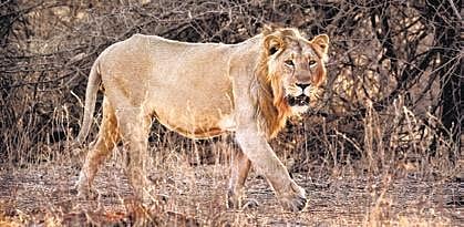 No abode for Asiatic lion outside Gujarat?