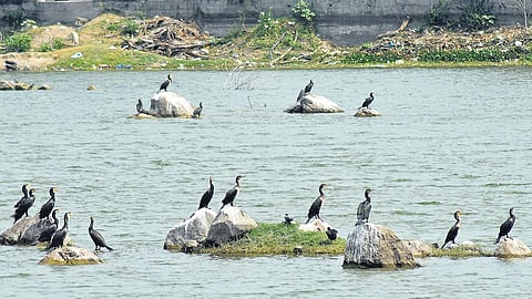 Chennai’s Pallikaranai marsh (in pic), Cuddalore’s Pichavaram mangroves, and Chengalpattu’s Karikili bird sanctuary are the new Ramsar sites | Ashwin Prasath