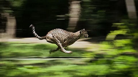 India new home for the cheetah