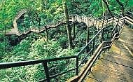 A sweet trip to Kerala’s ‘honey hill’