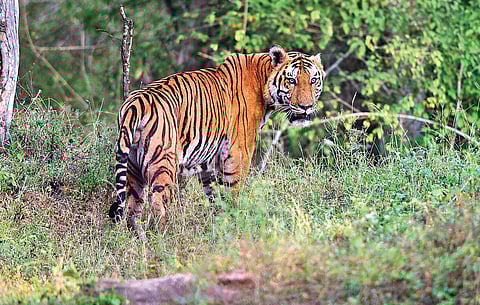 Tiger numbers are up but rise in poaching, man-animal conflicts cause for concern: Experts