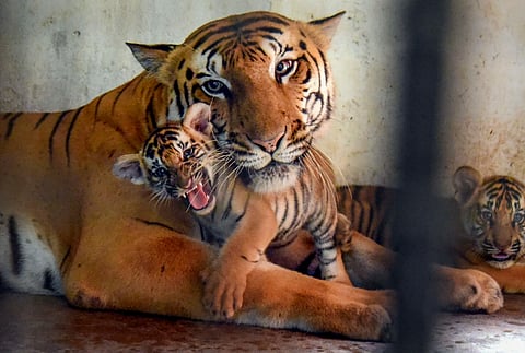 On the occasion of International Tiger Day, check out some interesting pictures from India marking the event. IN PHOTO | Tiger Sangeeta with her cub inside her enclose, on International Tiger Day, in Patna. (Photo | PTI)