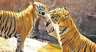 Kali Tiger Reserve a model for others in tiger census