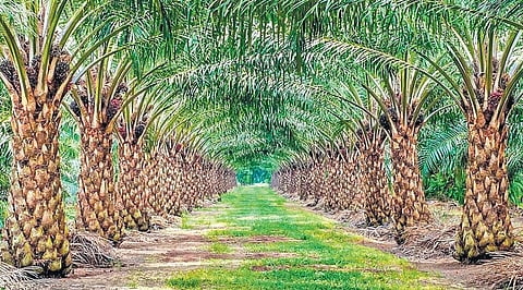 Oil palm (File Photo)