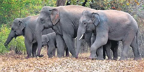 'Tiger state': Jumbos feel at home here