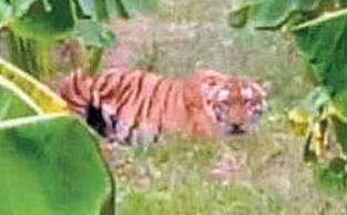 The tiger spotted in a banana plantation in Gundlupet