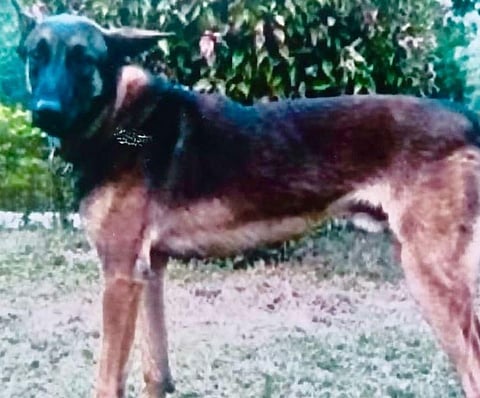 'Axel', an Indian Army dog. (Photo | ANI)