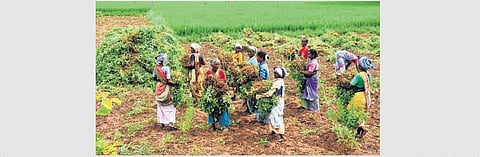 Cultivation of millets more profitable than groundnut: AICRPDA