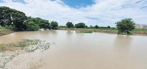 A lake revived by Ramveer Tanwar and his team