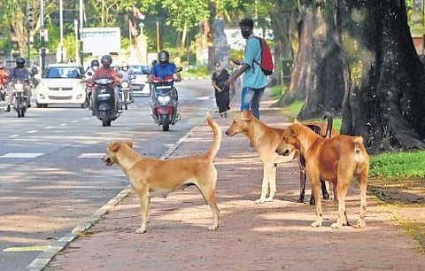 State government hasn’t taken any effective step to eliminate rabies | B P Deepu