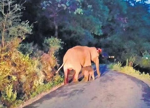 The elephant and the newborn calf stand on the road in the Chinnar reserve forest in Idukki | Express