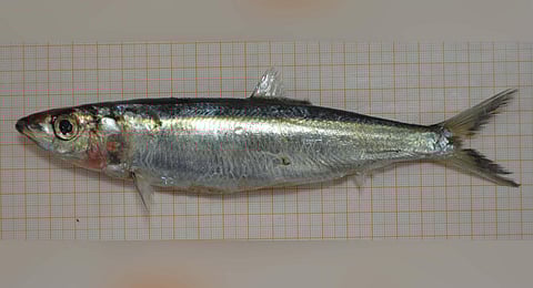 Dussumieria modakandai