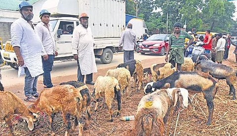 As traders camp on roadsides with their herd of sheep, traffic moves at a snail’s pace around RT Nagar, Jayamahal on Friday | Vinod Kumar T