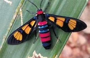 Unique ‘citizen science project’ identifies 500 species of moths in Kerala