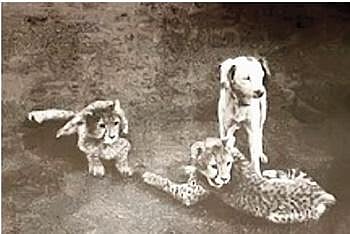 Pic published in BNHS journal in 1897