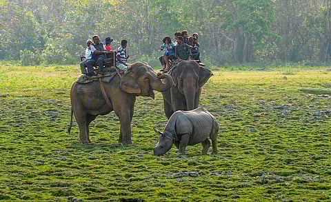 World Elephant Day is celebrated on August 12 every year to raise awareness about the plight of elephants all over the world. Although elephants are largely celebrated and worshipped across many temples in the country, they continue to be threatened by habitat loss and fragmentation, poaching, and retaliatory killing due to conflict with humans.