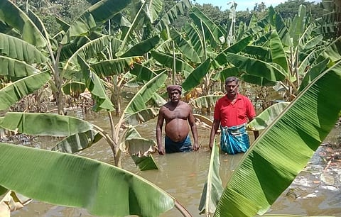 Farmers showing banana crop inundated in floodwater at Vadugakudi in Thanjavur district  | Express