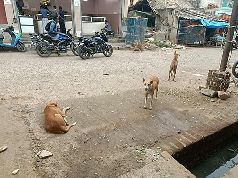 Tamil Nadu: Commute through Ariyalur streets a worrying affair, courtesy stray dog menace
