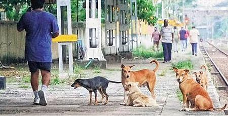 Stray dogs take over railway platforms in Kerala