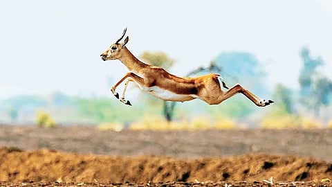 Image used for representational purpose only. (File Photo)