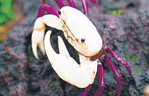 Ghatiana dwivarna, a new crab species discovered and photographed by Gopal Krishna Hegde and  Parashuram Bhajantri