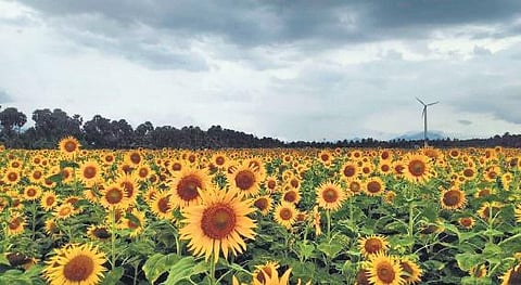A walk among the golden fields