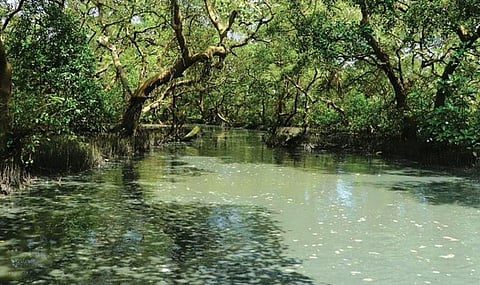 Mangrove ecosystem at Puthuvype in Kochi degraded due to development