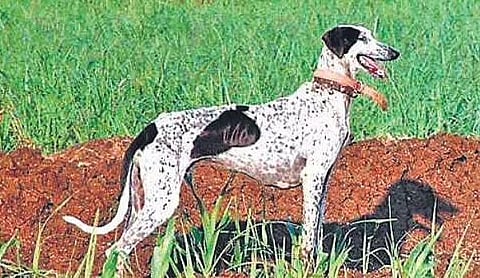 A file photo of a Mudhol hound