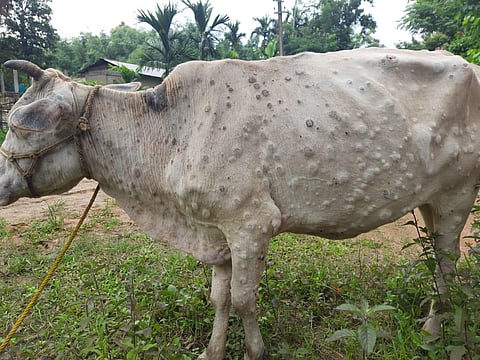 Lumpy skin disease in cattle spreads to over 8 states/UTs; 7,300 animals dead so far