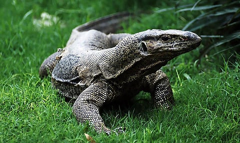 Telangana home to 98 species of reptiles. amphibians: Osmania University professor study