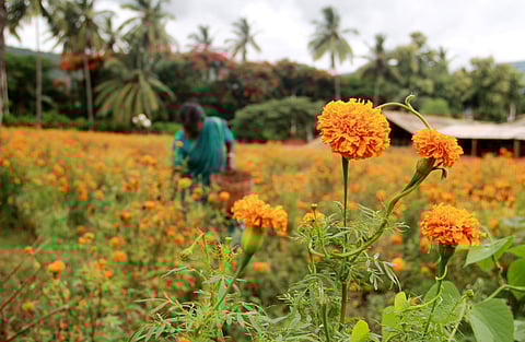 Marigold in full bloom . (EPS | Senbagapandiyan)