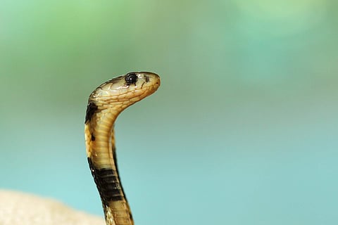 Cobra bite kills snake rescuer on the outskirts of Bengaluru
